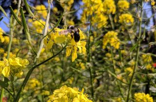 Blaue Holzbiene auf gelber Rapsblüte